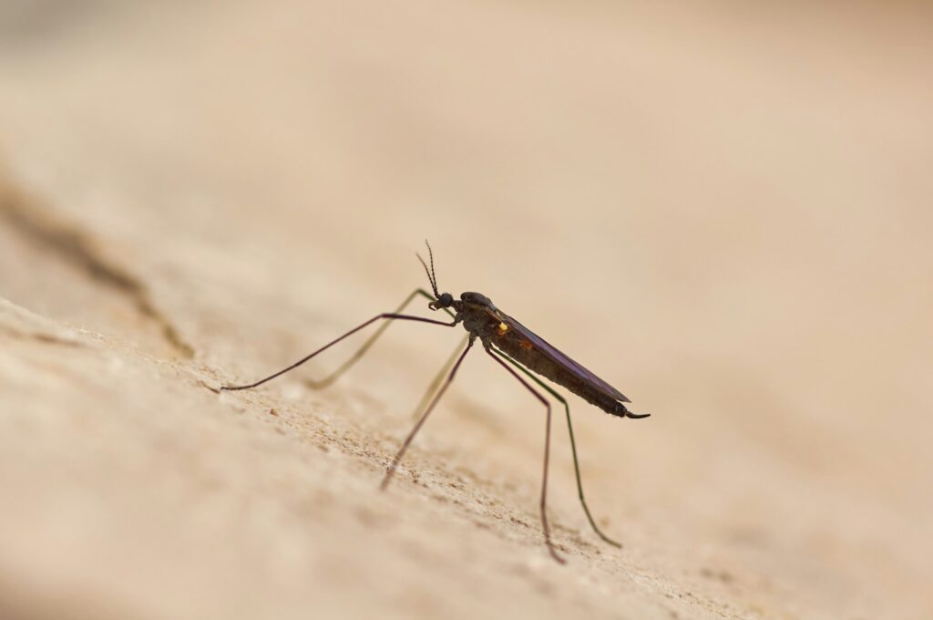 malaria